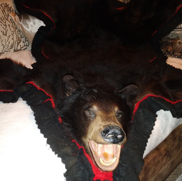 Taxidermy Large Brown Bear Rug, - Picture 14 of 16